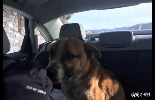 狗狗帮流浪汉看管垃圾，却不知道他已出车祸去世，忠诚得让人心疼