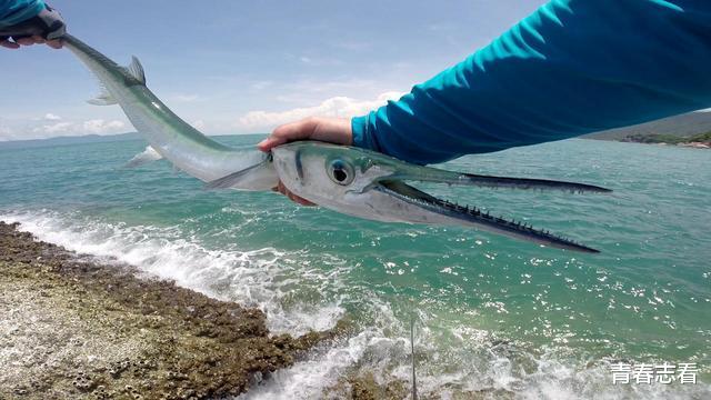 旗鱼|可怕的针鱼!速度超快,嘴像针一样尖利