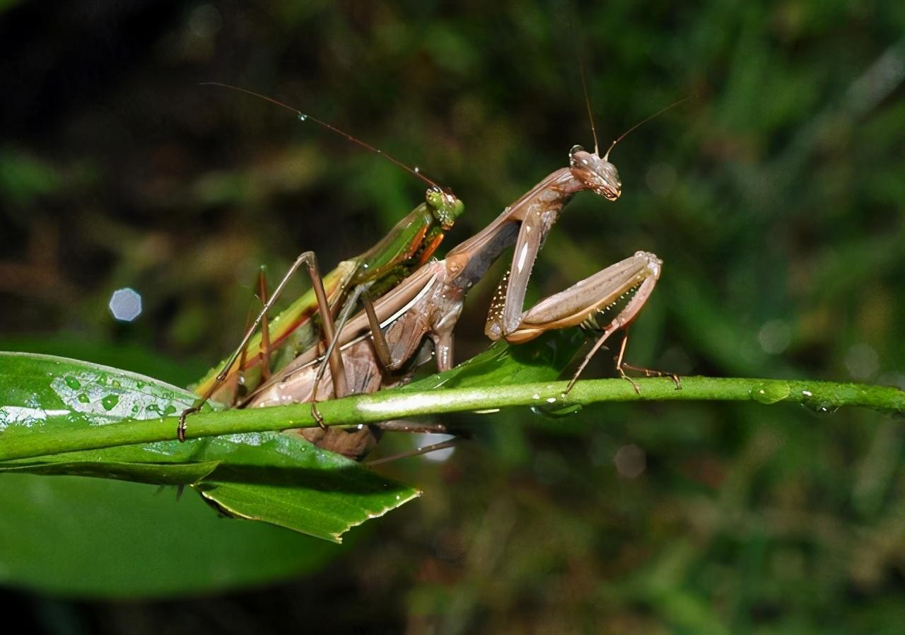 科学家|母螳螂为什么要吃掉自己的丈夫