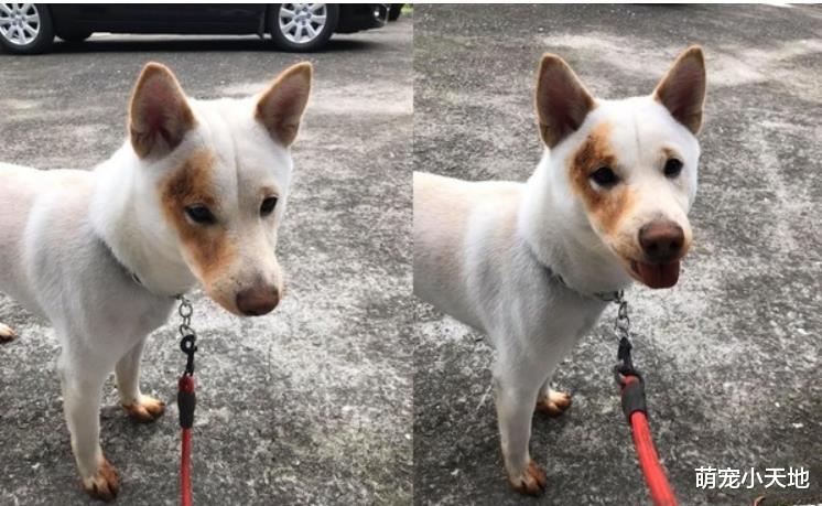 用脸刹车？白柴傻变牛头梗，网友笑：它想当赤柴很久了