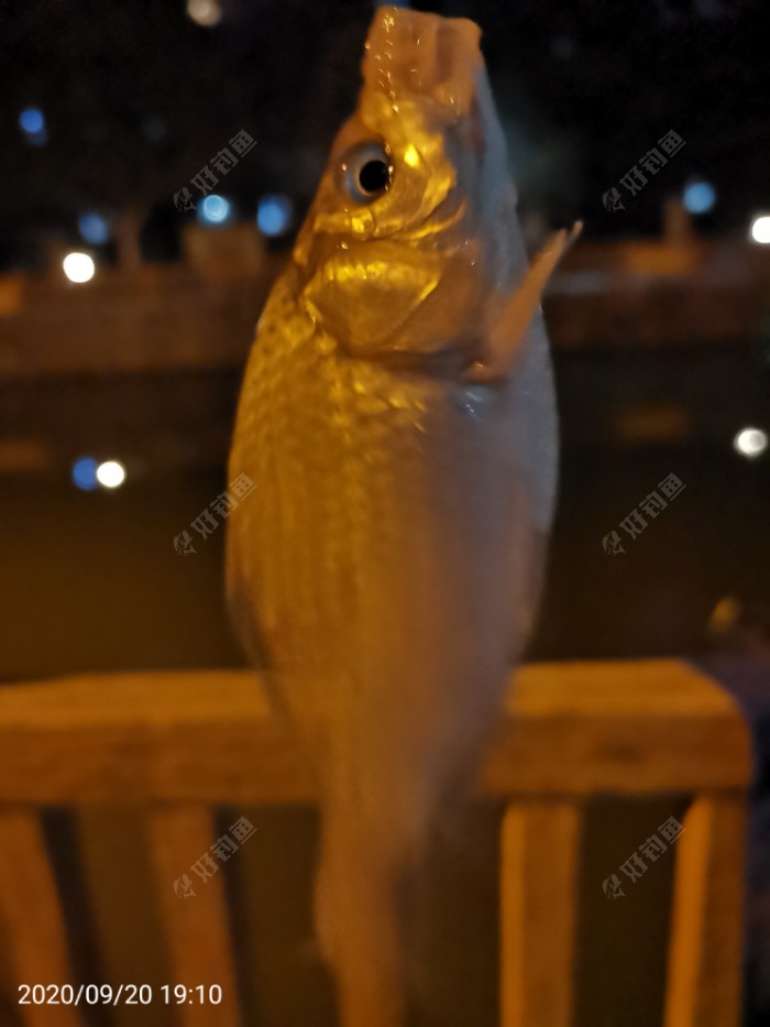 鲫鱼|夜钓鱼口很刁猾 耐心变换小爆护