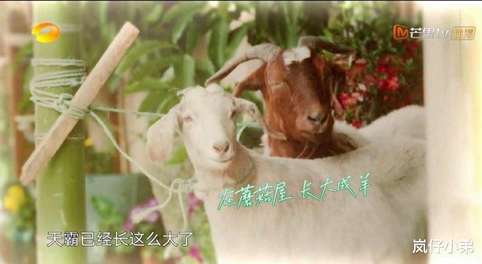 「彭昱畅」《向往的生活4》发布首期预告，迎来人气影后，彭昱畅与女友首同框！