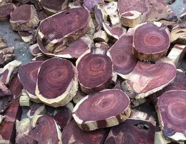 文玩■2020年海南黄花梨还有活的吗？野生的已经很难找到，已知的海黄用铁笼封死