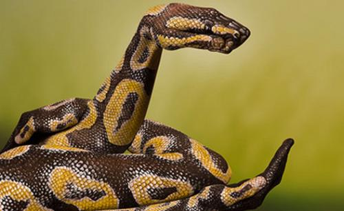 蟒蛇|人类能不能用匕首在蟒蛇肚子里自救？