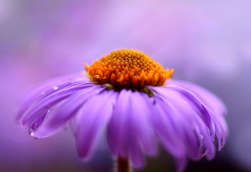 金牛座|立秋后，好运前三，收入翻番的星座