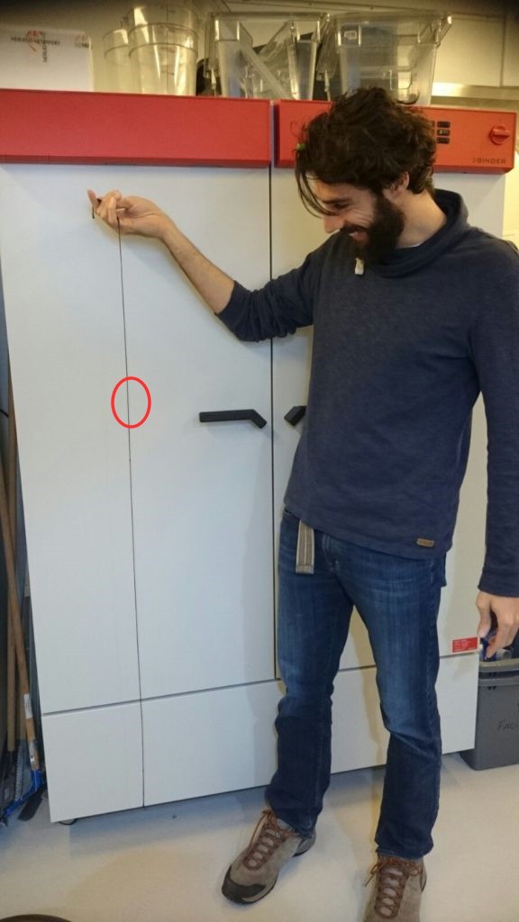 南极|扎堆进食的南极巨虫是什么动物?最长55米,舌头像丝线还有毒