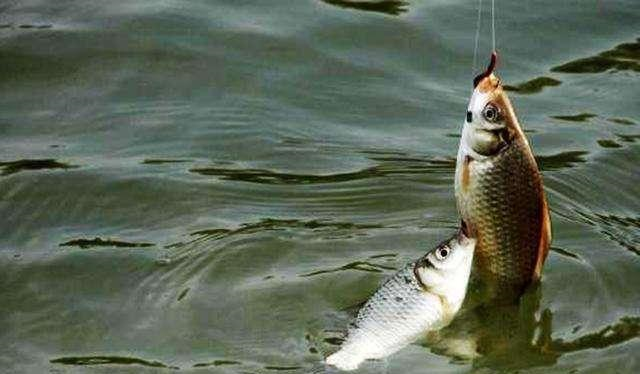 ：仲春鲫鱼不好钓5个正反向选择，让春钓鲫鱼不再难