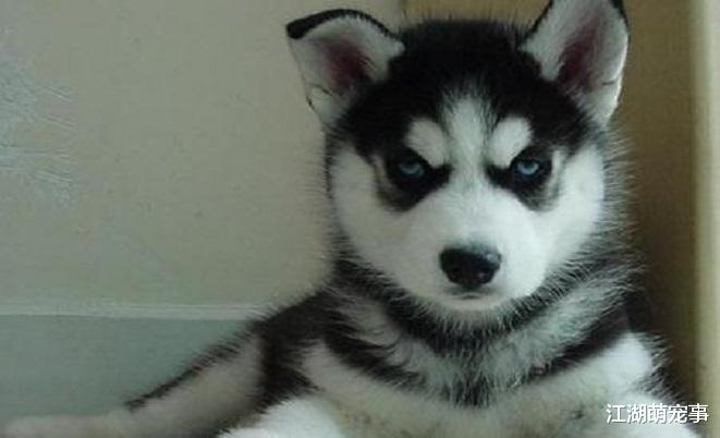 你觉得哈士奇傻吗？其实它很聪明，不要被骗了