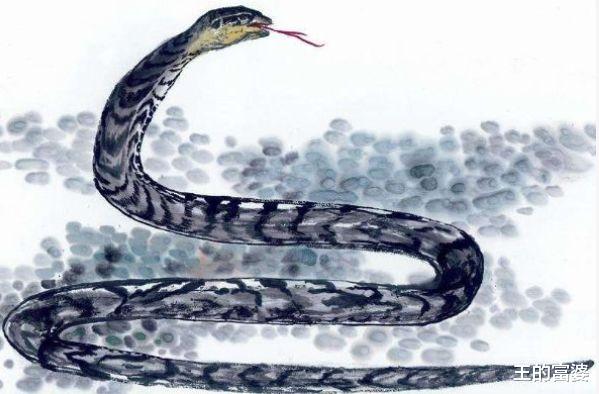 属蛇|生肖蛇9月以及下半年的运势，尤其是65、77年的，不是一般的准！