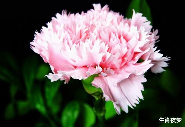 生肖|9月,财气暴涨,抽得上上签,4生肖升官旺财,富贵指日可待