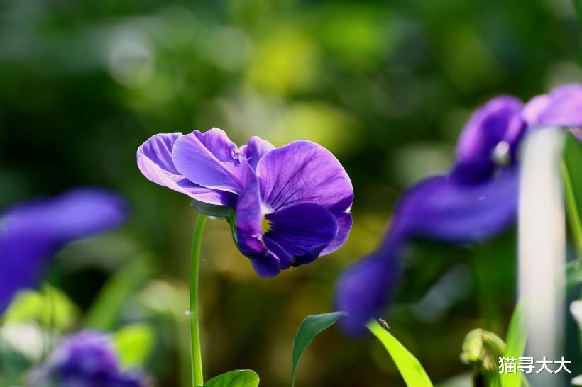 「生肖」7月中旬，姻缘天成，遇到桃花运，情到深处牵肠挂肚的四大生肖