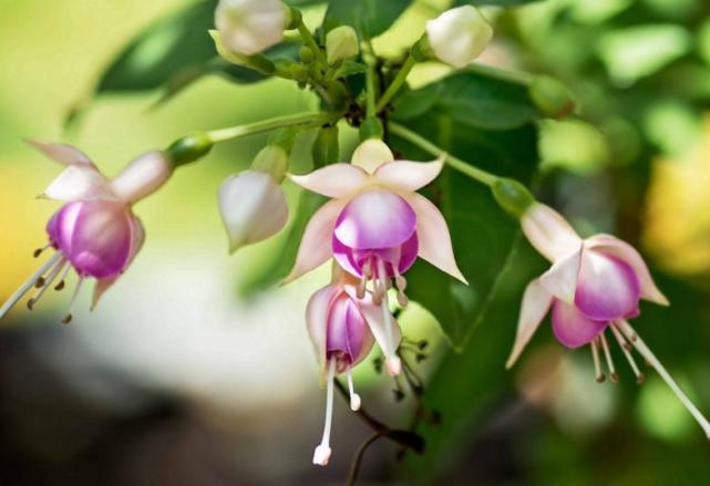 生肖|11月下半月有吉星护佑,鸿运加持的3生肖,幸运不断,不缺钱财