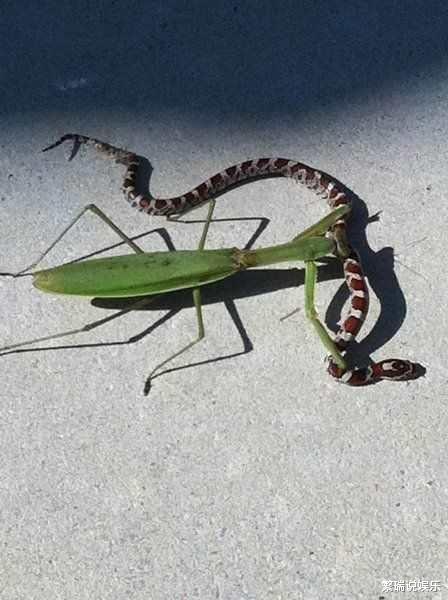 「毒蛇」原来在自然界蛇的克星有这么多