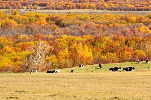 阿尔山▲中国北方\藏着\一个“瑞士”，去一次相当于环游一次欧洲！