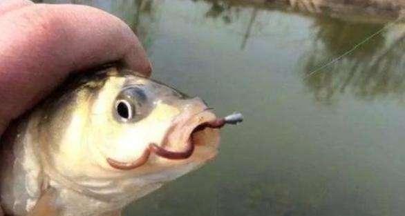 结婚|蚯蚓钓鱼虽好，但并不是挂上就行，常见的4种挂钩方式，您用哪种