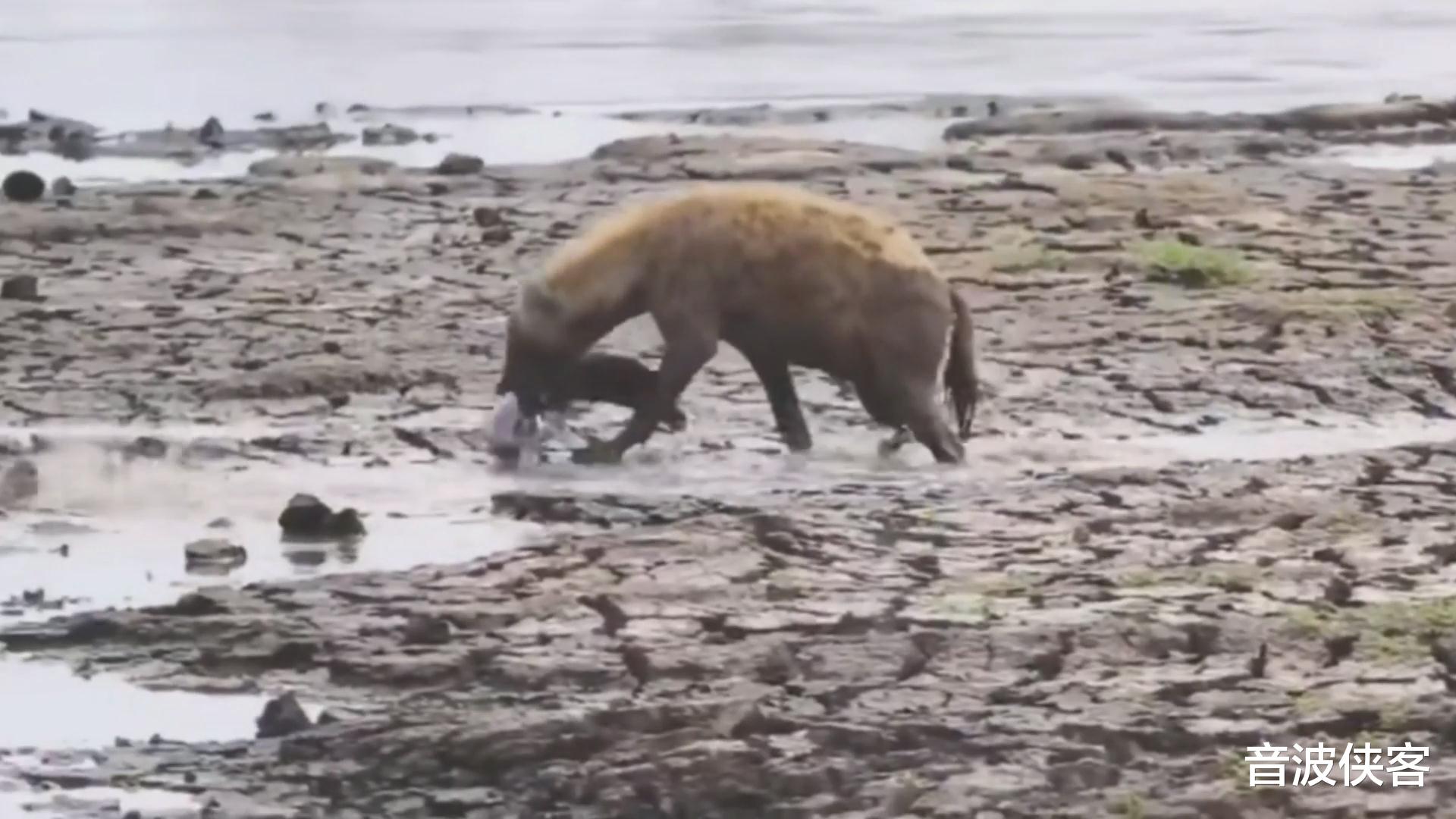 「鬣狗」非洲鬣狗捕食大鲶鱼，只吃一口就被鱼刺卡住