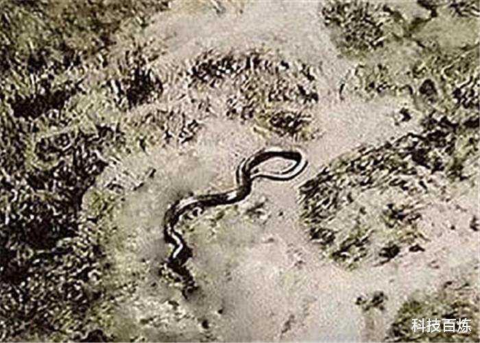 『泰坦蟒』蛇究竟能长多大？二战飞行员曾发现1条大蛇，泰坦蟒也不过如此！