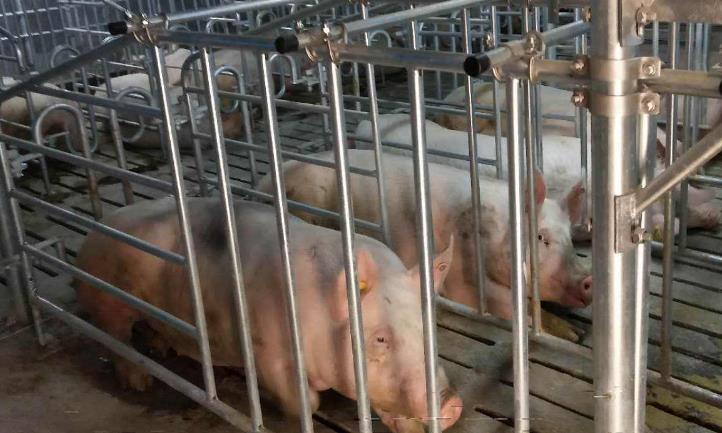 中國養豬大王悶聲發財，半年賣出678萬頭豬，凈賺108億-圖3