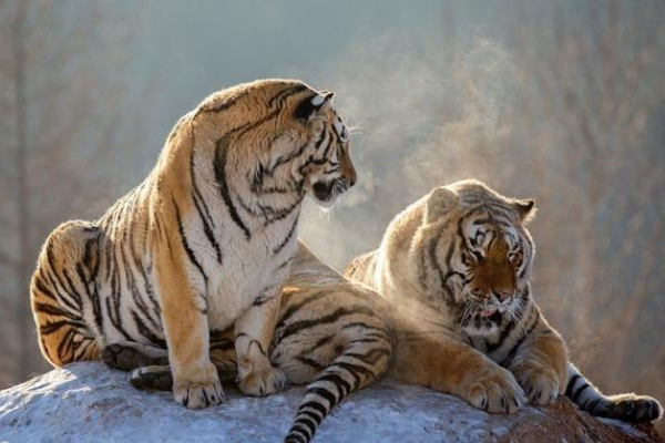 生肖|生肖虎：不出七天会遇到以下3个人，将是你一生真正的贵人！