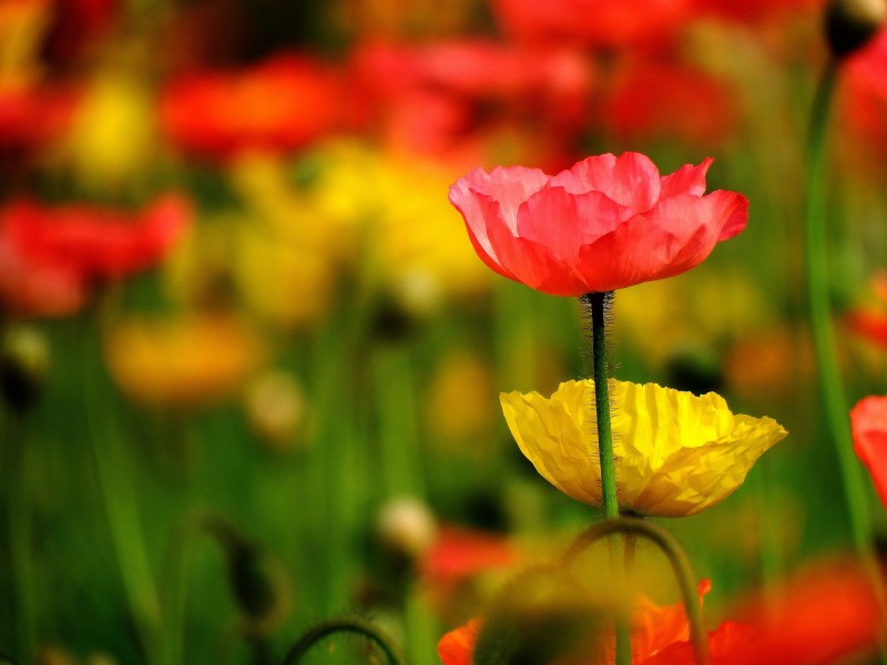 射手座▲6月底,姻缘向好旧情燃,喜逢前任要复合,和你到白头的四大生肖