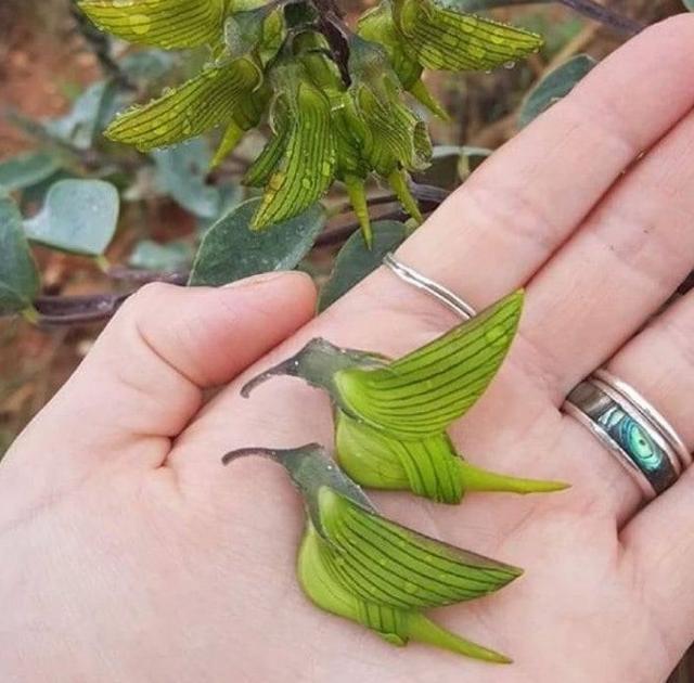 【太空】一生都难得一见的奇葩植物，仿佛来自外太空