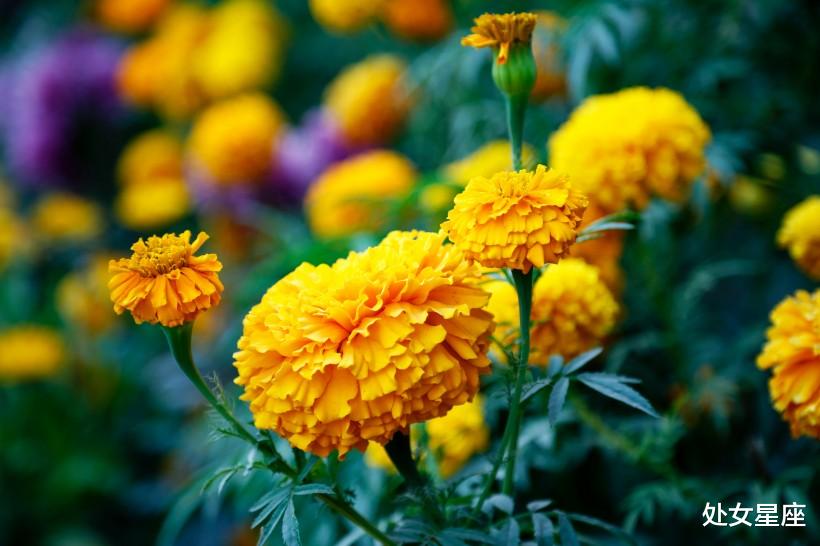 『生肖』6月22号迎福回家，心想事成，家有喜事的3生肖