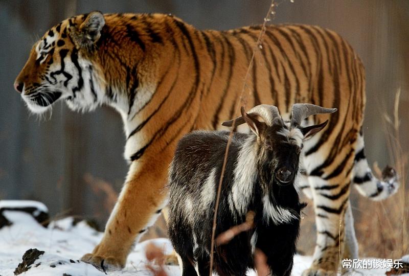 「石达开」武松在阳谷县任都头是多大的官，西门庆为什么要怕他？