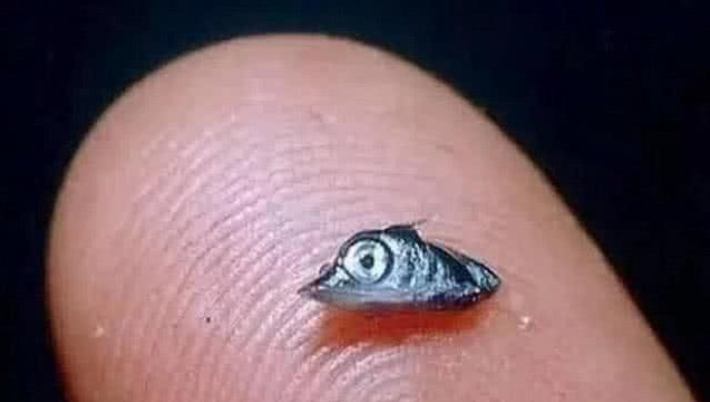 #旗鱼#幼崽和成年反差巨大的生物：幼崽不及指甲盖大，成年可袭击帆船