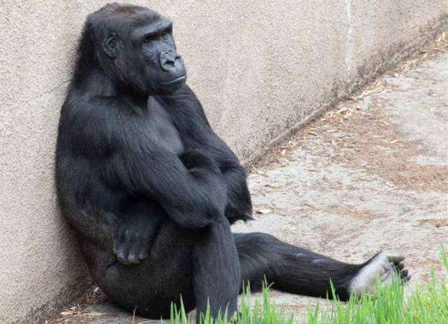 【科学家】同属人科，人和大猩猩能不能生下孩子？科学家对这个猜想做了实验