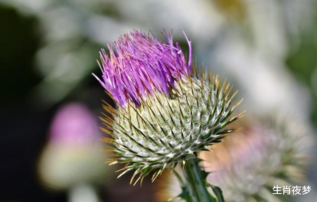 狮子座|8月，遇上好兆头，一旺到底，3生肖事业风调雨顺，爱情苦尽甜来