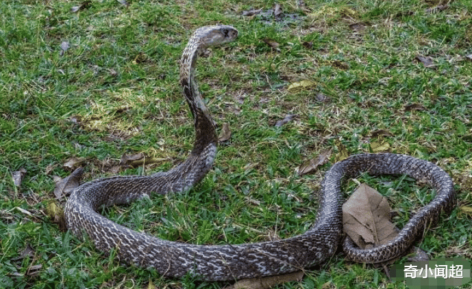 「蛟龙号」为何对付蛇要攻击它们\七寸\？直接打它的脑袋不更好？斗蛇人：我都不敢