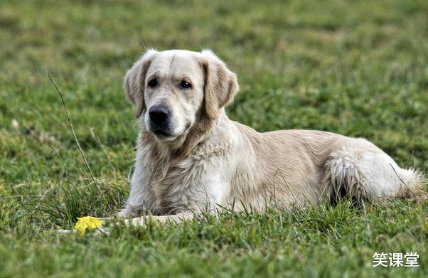 属狗|生肖狗：近期4天将有“痛哭流涕”的大事降临，一切都是命中注定