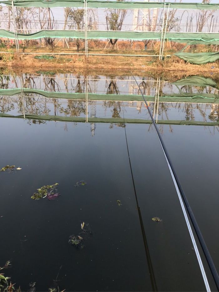 鳄鱼|今天钓了7条鲫