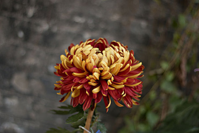 生肖|农历六月财神归位,3生肖好运持续上涨,奖金偏财入账,腰包鼓鼓