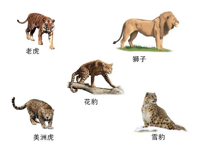 [美洲豹]猫科豹属战力排行榜：狮虎争头名，美洲豹稳坐第三之位