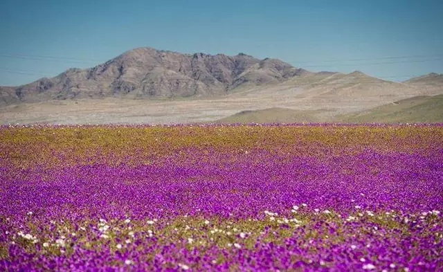 微生物|400年没下过雨的智利沙漠，突降大雨却导致85%生物灭绝