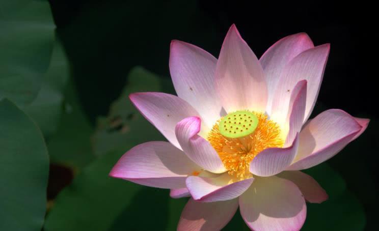 运势|下半年，横财一路发，出门遇贵人，终成大器的四生肖