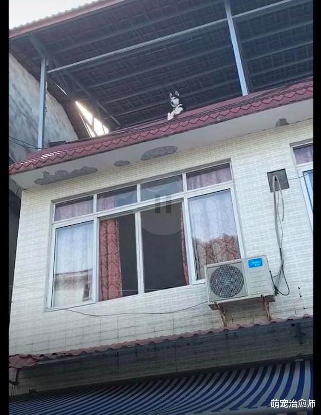 网友还没进家，就看见哈士奇在房顶上放风呢，二哈：上来一起拆家