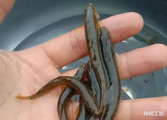 『水底奥秘』中国7种最好吃的淡水鱼,你吃过哪几种