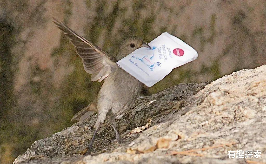 乌鸦@一只飞鸟将“火”吞了进去，这一举动引起专家重视，难道进化了？