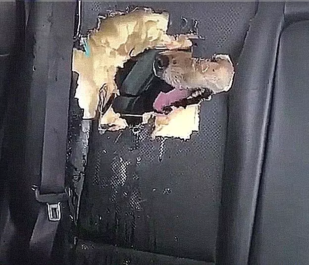 铲屎官把狗狗留在车里去上厕所，回来一看，想死的心都有了