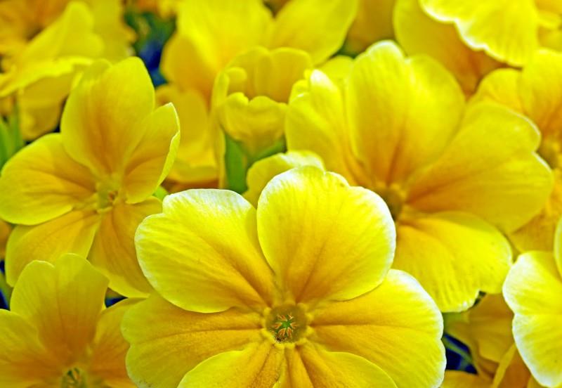 巨蟹座|11月上旬,风吹真情,甜蜜浓浓,4大生肖不掩真心,牵手爱情