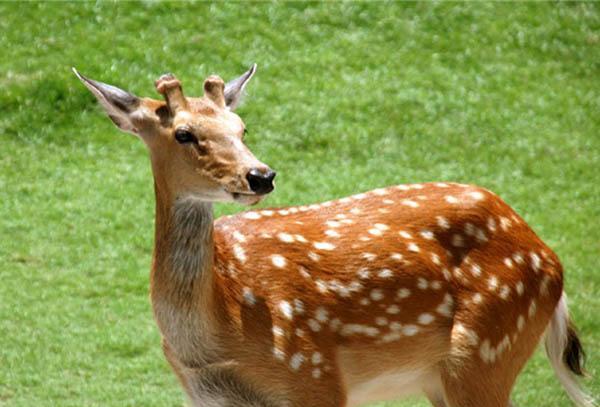 『大象』世界上杀人最多的动物是什么