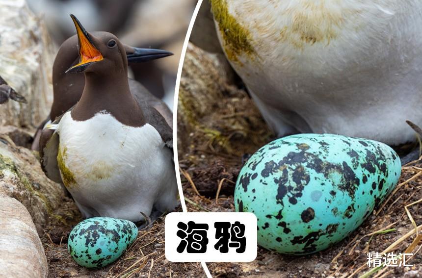 鸸鹋▲10种动物所产的蛋或卵：形状各异，神奇与怪异并存