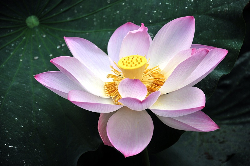 旧爱|八月开始,财运突飞猛进,运势有转机,福气围绕的4生肖