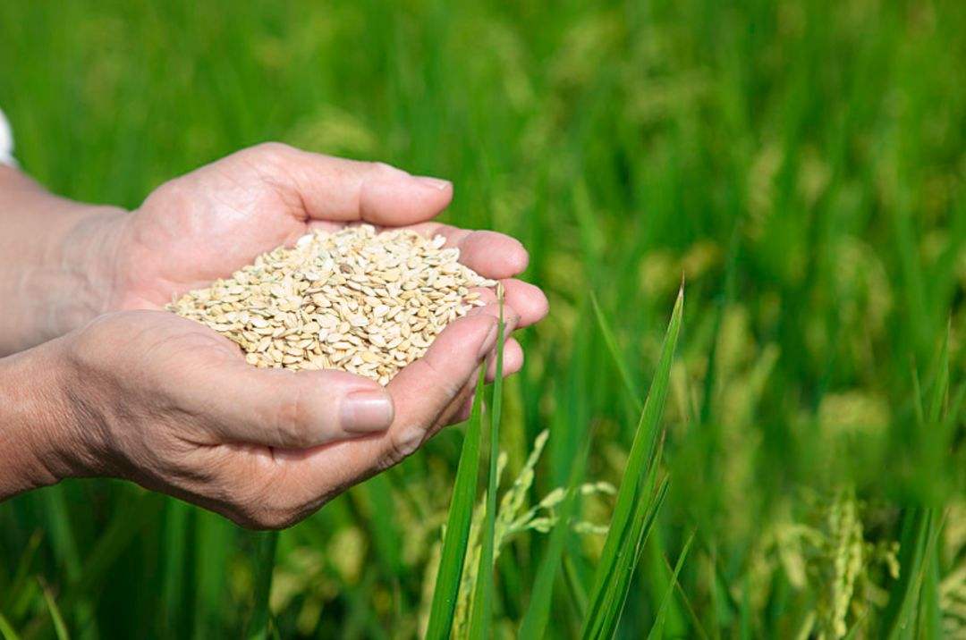 袁隆平|中国迎来一个好消息！让全世界眼红，袁隆平给了颗“定心丸”