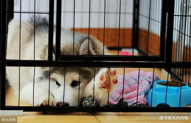 狗狗晚上叫是饿了？鬼才信！它们不睡觉完全是因为这5个原因