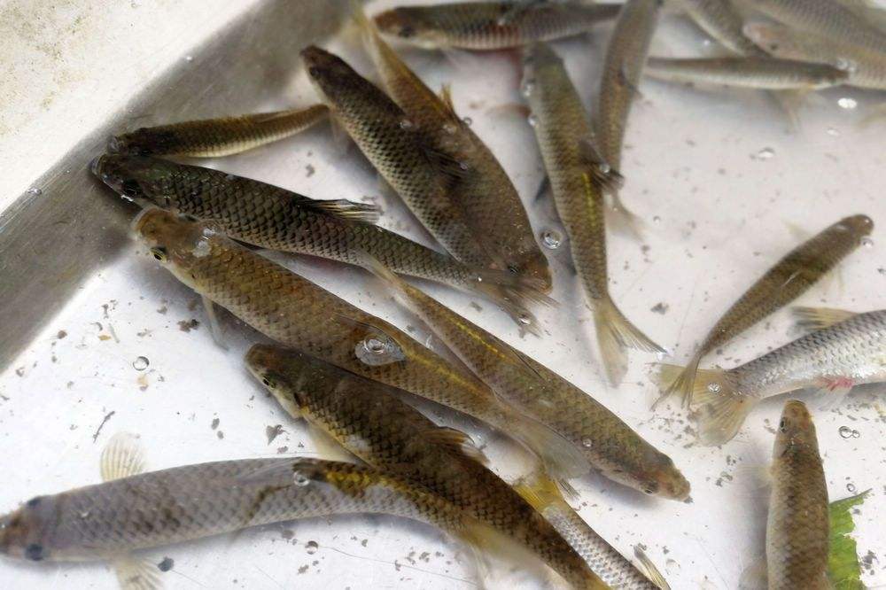 |它是钓鱼人讨厌的小杂鱼，曾经泛滥成灾，如今却成为香饽饽