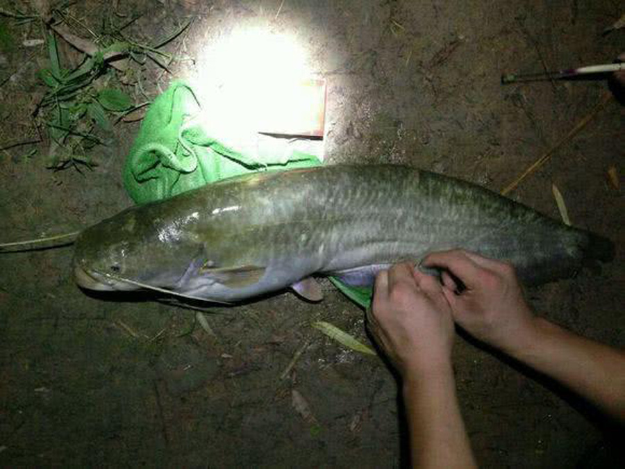 |夏季夜钓,不克服这三点,钓大鱼与你无缘