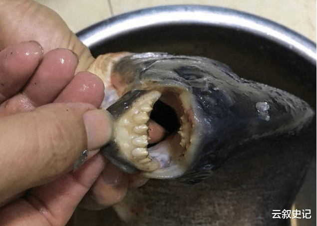 『』珠江入水口，洪水冲来大量“食人鲳”，牙齿尖锐，三五斤一条